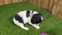 Bessie Girl 2, a male Cavalier King Charles Spaniel for sale in Halfway, MO – 3 of 5