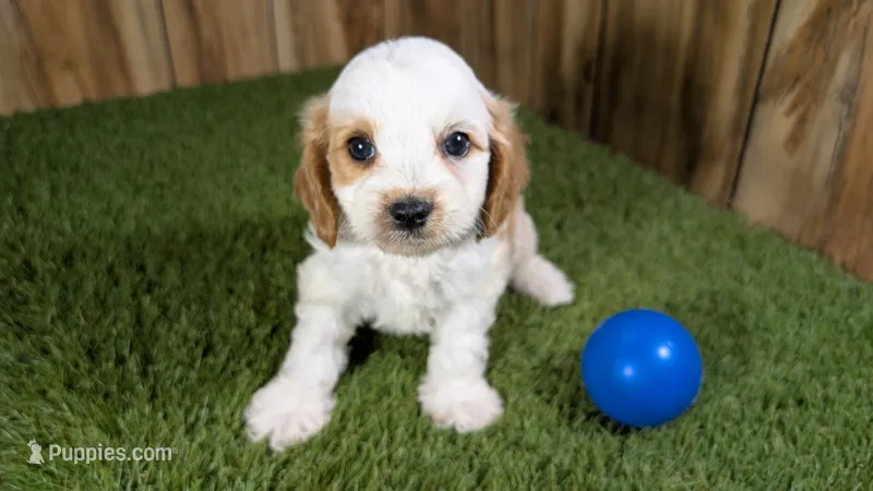 Lyla Boy 1 – Cavapoo puppy for sale in Halfway, MO