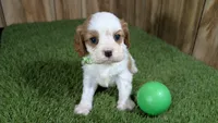 Beth Boy 2, a male Cavalier King Charles Spaniel for sale in Halfway, MO – 2 of 4