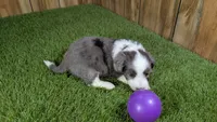Sunset Girl 2, a female Miniature Aussiedoodle for sale in Halfway, MO – 4 of 4