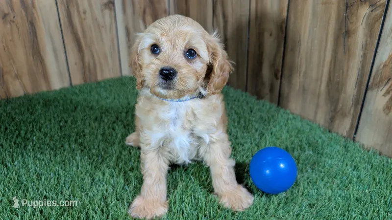 Kellee Boy 1 – Cavapoo puppy for sale in Halfway, MO