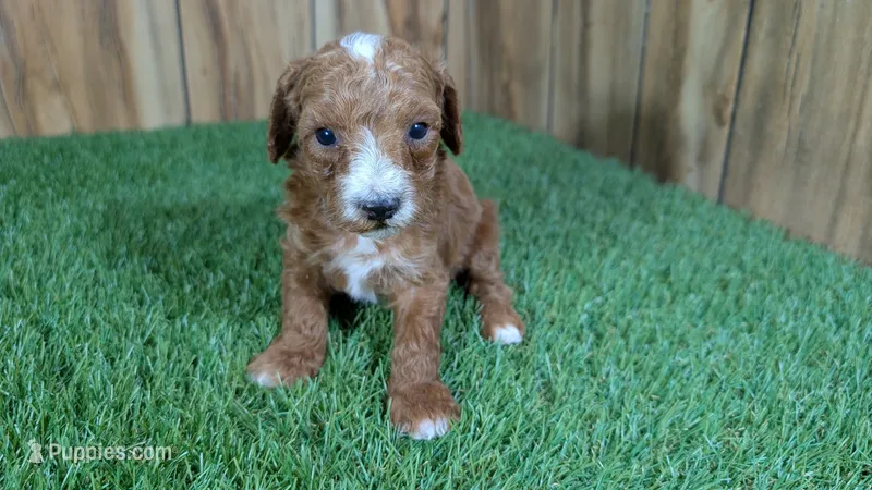 Honeycomb Boy 5 – Poodle - Miniature  puppy for sale in Halfway, MO