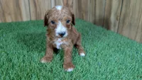 Honeycomb Boy 5, a male Poodle - Miniature  for sale in Halfway, MO – 1 of 4