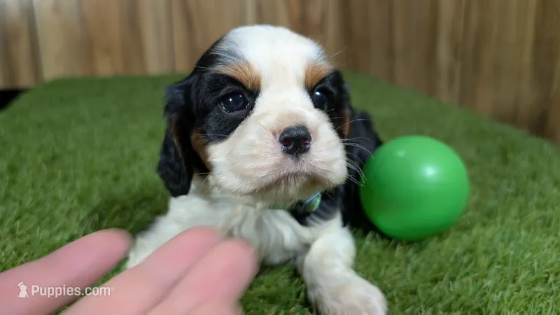 Beth boy 3 – Cavalier King Charles Spaniel puppy for sale in Halfway, MO
