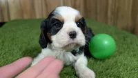 Beth boy 3, a male Cavalier King Charles Spaniel for sale in Halfway, MO – 1 of 5