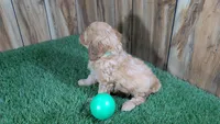 Kellee Boy 4, a male Cavapoo for sale in Halfway, MO – 4 of 4