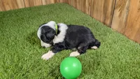 Sunset Boy 4, a male Miniature Aussiedoodle for sale in Halfway, MO – 2 of 4
