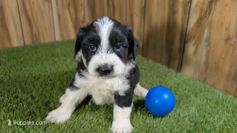 Sunset Boy 3 – Miniature Aussiedoodle puppy for sale in Halfway, MO