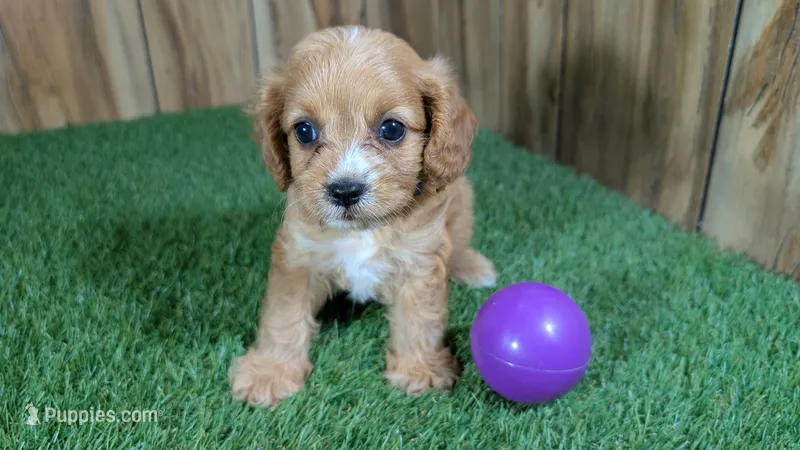 Lyla Girl 4 – Cavapoo puppy for sale in Halfway, MO