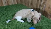 Sweetie Boy 4 AKC, a male Miniature Dachshund for sale in Halfway, MO – 4 of 5