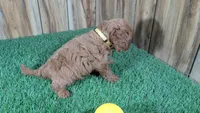 Harlow Girl 2, a female Cavapoo for sale in Halfway, MO – 5 of 5