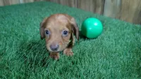 Tilly Boy 3, a male Miniature Dachshund for sale in Halfway, MO – 4 of 5