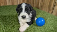 Sunset Boy 3, a male Miniature Aussiedoodle for sale in Halfway, MO – 2 of 4