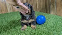 Harlie's Boy 1, a male Miniature Dachshund for sale in Halfway, MO – 2 of 6