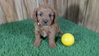 Harlow Girl 2, a female Cavapoo for sale in Halfway, MO – 3 of 5