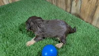 Donut Boy 2, a male Cavalier King Charles Spaniel for sale in Halfway, MO – 5 of 5