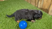 Harlie's Boy 1, a male Miniature Dachshund for sale in Halfway, MO – 3 of 6