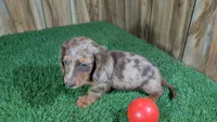 Sweetie Boy 2 AKC, a male Miniature Dachshund for sale in Halfway, MO – 5 of 5