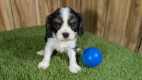 Missy Boy 3, a male Cavalier King Charles Spaniel for sale in Halfway, MO – 2 of 5