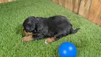 Sunset Boy 2, a male Miniature Aussiedoodle for sale in Halfway, MO – 3 of 4