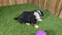 Sunset Girl 4, a female Miniature Aussiedoodle for sale in Halfway, MO – 5 of 5