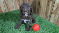 Honey Girl 1, a female Cavapoo for sale in Halfway, MO – 2 of 4