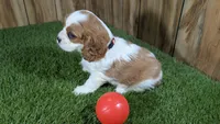 Carmella Girl 1, a female Cavalier King Charles Spaniel for sale in Halfway, MO – 3 of 4