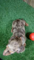 Sweetie Boy 2 AKC, a male Miniature Dachshund for sale in Halfway, MO – 3 of 5