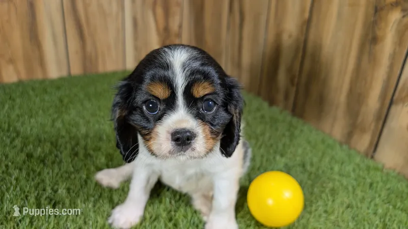Missy Girl 1 – Cavalier King Charles Spaniel puppy for sale in Halfway, MO