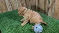 Kellee Boy 3, a male Cavapoo for sale in Halfway, MO – 4 of 4