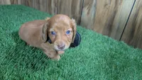 Tilly Boy 1, a male Miniature Dachshund for sale in Halfway, MO – 2 of 5