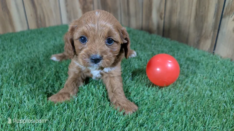 Harlow Girl 1 – Cavapoo puppy for sale in Halfway, MO
