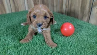 Harlow Girl 1, a female Cavapoo for sale in Halfway, MO – 1 of 5