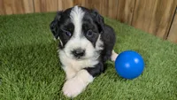 Sunset Boy 3, a male Miniature Aussiedoodle for sale in Halfway, MO – 1 of 4