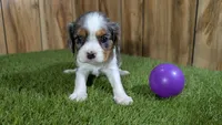 Paris Girl 3, a female Cavalier King Charles Spaniel for sale in Halfway, MO – Photo 4 of 6