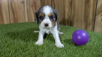 Paris Girl 3, a female Cavalier King Charles Spaniel for sale in Halfway, MO – Photo 2 of 6