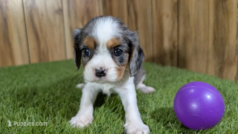 Paris Girl 3 – Cavalier King Charles Spaniel puppy for sale in Halfway, MO