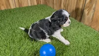 Gracie Boy 1, a male Cavalier King Charles Spaniel for sale in Halfway, MO – 5 of 5