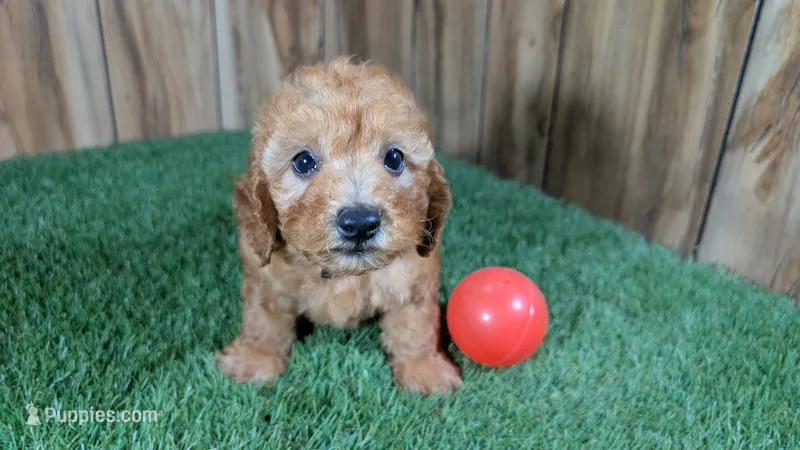 Honeycomb Boy 3 – Poodle - Miniature  puppy for sale in Halfway, MO