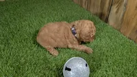 Baby Lisa Girl 2, a female Poodle - Miniature  for sale in Halfway, MO – 4 of 5
