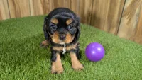 Donut Girl 1, a male Cavalier King Charles Spaniel for sale in Halfway, MO – 2 of 4