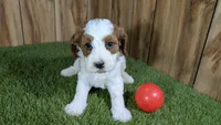LaRae Girl 1, a male Cavapoo for sale in Halfway, MO – 4 of 4
