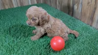 Lyla Girl 2, a female Cavapoo for sale in Halfway, MO – 4 of 5