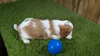 Lava Boy 1, a male Cavalier King Charles Spaniel for sale in Halfway, MO – 4 of 4