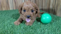 Harlow Boy 1, a male Cavapoo for sale in Halfway, MO – 3 of 5