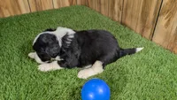 Sunset Boy 3, a male Miniature Aussiedoodle for sale in Halfway, MO – 3 of 4