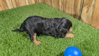 Donut Boy 1, a male Cavalier King Charles Spaniel for sale in Halfway, MO – 4 of 5