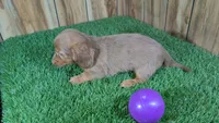 Cutie Girl 3, a female Miniature Dachshund for sale in Halfway, MO – 5 of 5