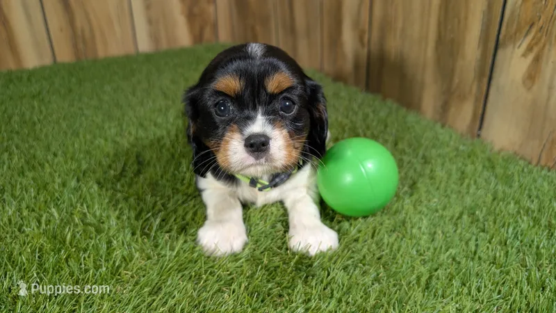 Bessie Boy 2 – Cavalier King Charles Spaniel puppy for sale in Halfway, MO