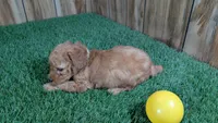 Honeycomb Boy 1, a male Poodle - Miniature  for sale in Halfway, MO – 4 of 4